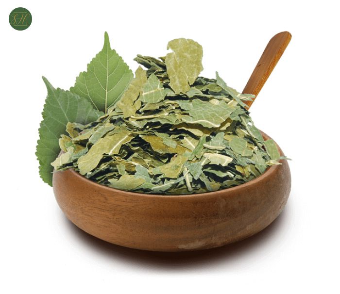 Chá de Folha de Amora para Diabetes: Regule o Açúcar no Sangue Naturalmente