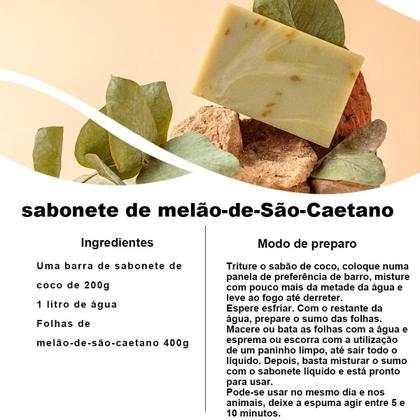 Melão-de-São-Caetano na Medicina Tradicional: História e Aplicações