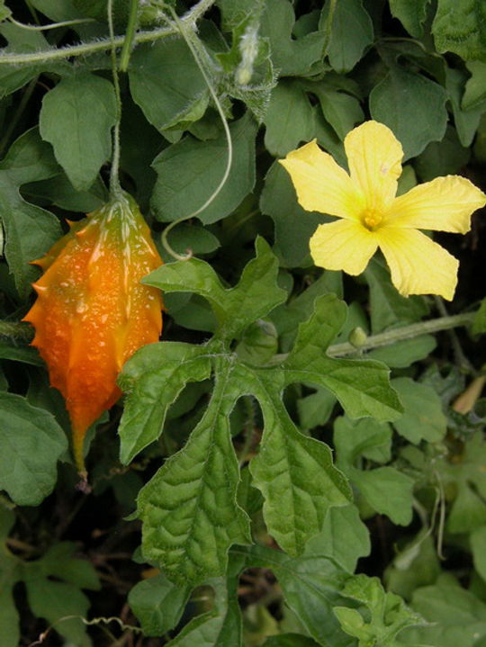 Como Preparar o Chá de Melão-de-São-Caetano de Forma Segura e Eficaz
