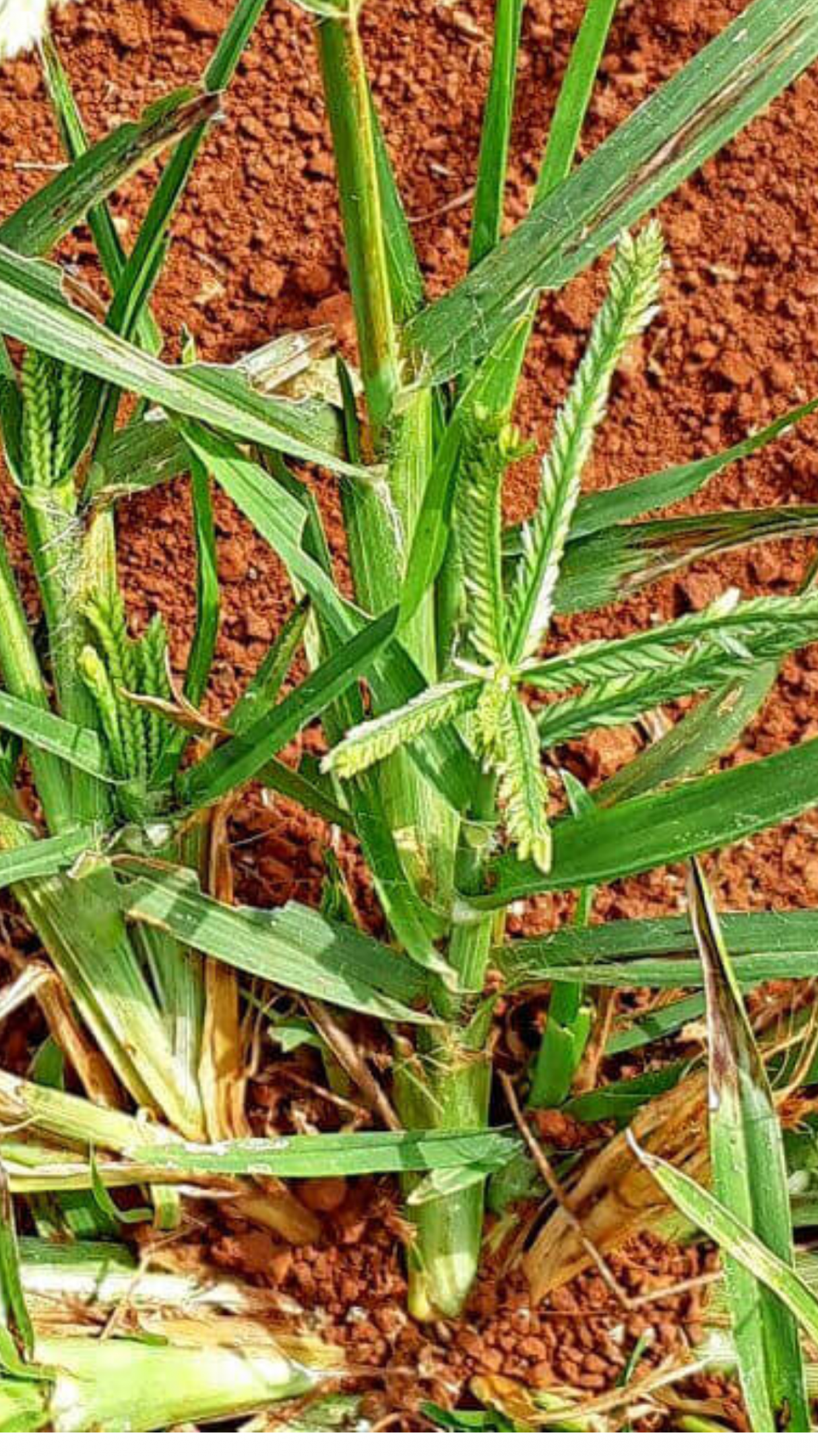benefícios do chá pé de galinha