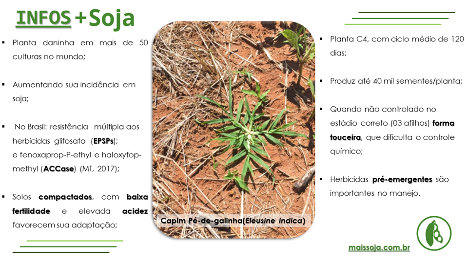 Diferença entre chá de eleusine e caldo de pé de galinha