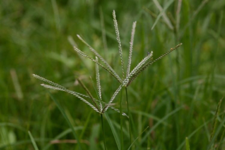 Eleusine indica: a erva daninha com poderes medicinais