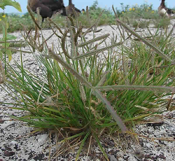 benefícios do chá pé de galinha