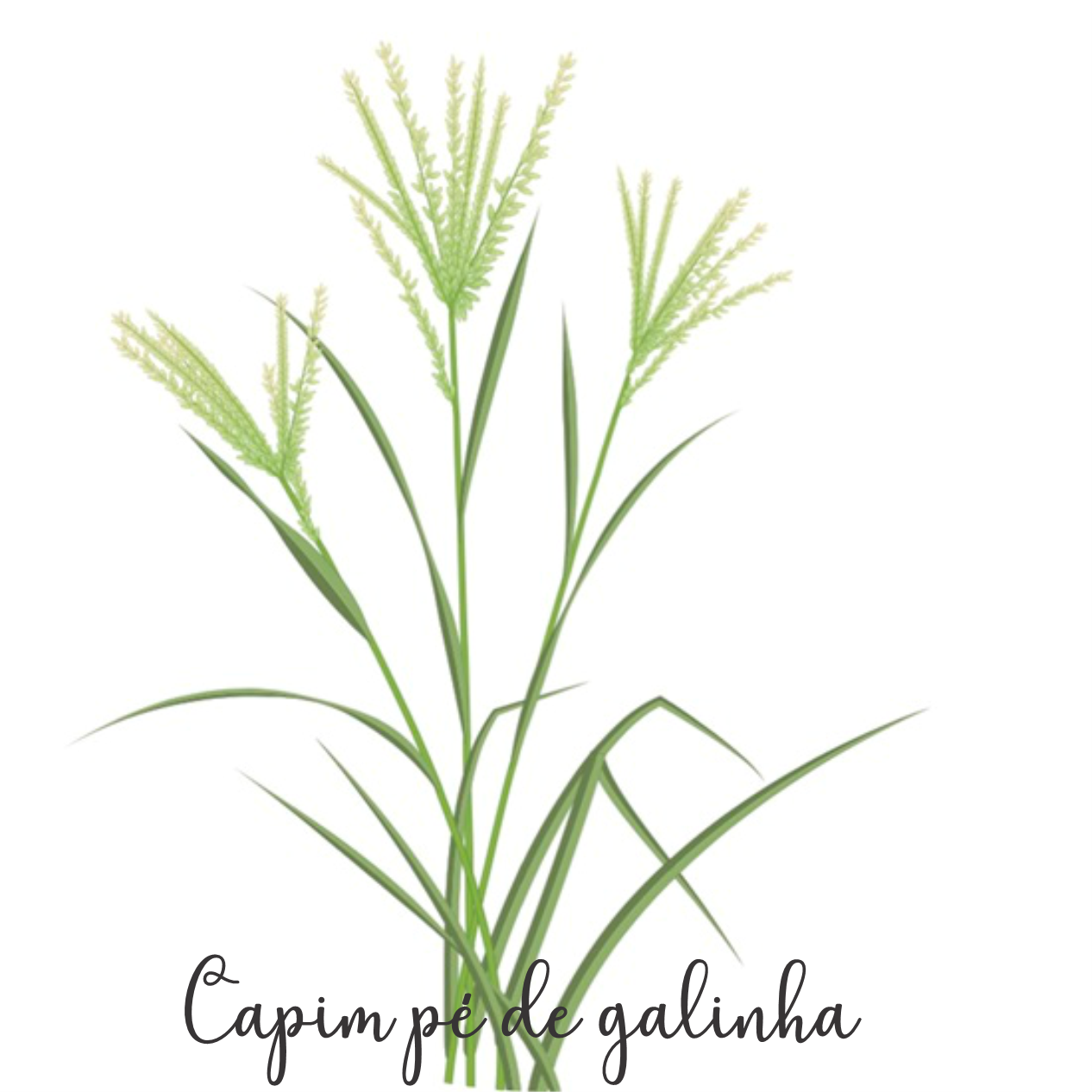 Diferença entre chá de eleusine e caldo de pé de galinha