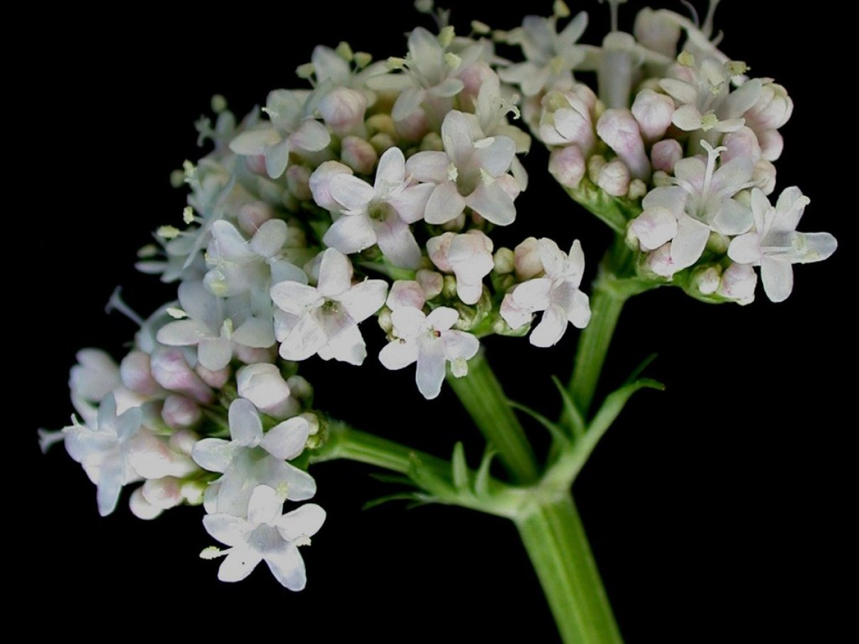 Valeriana em cápsulas: prós e contras