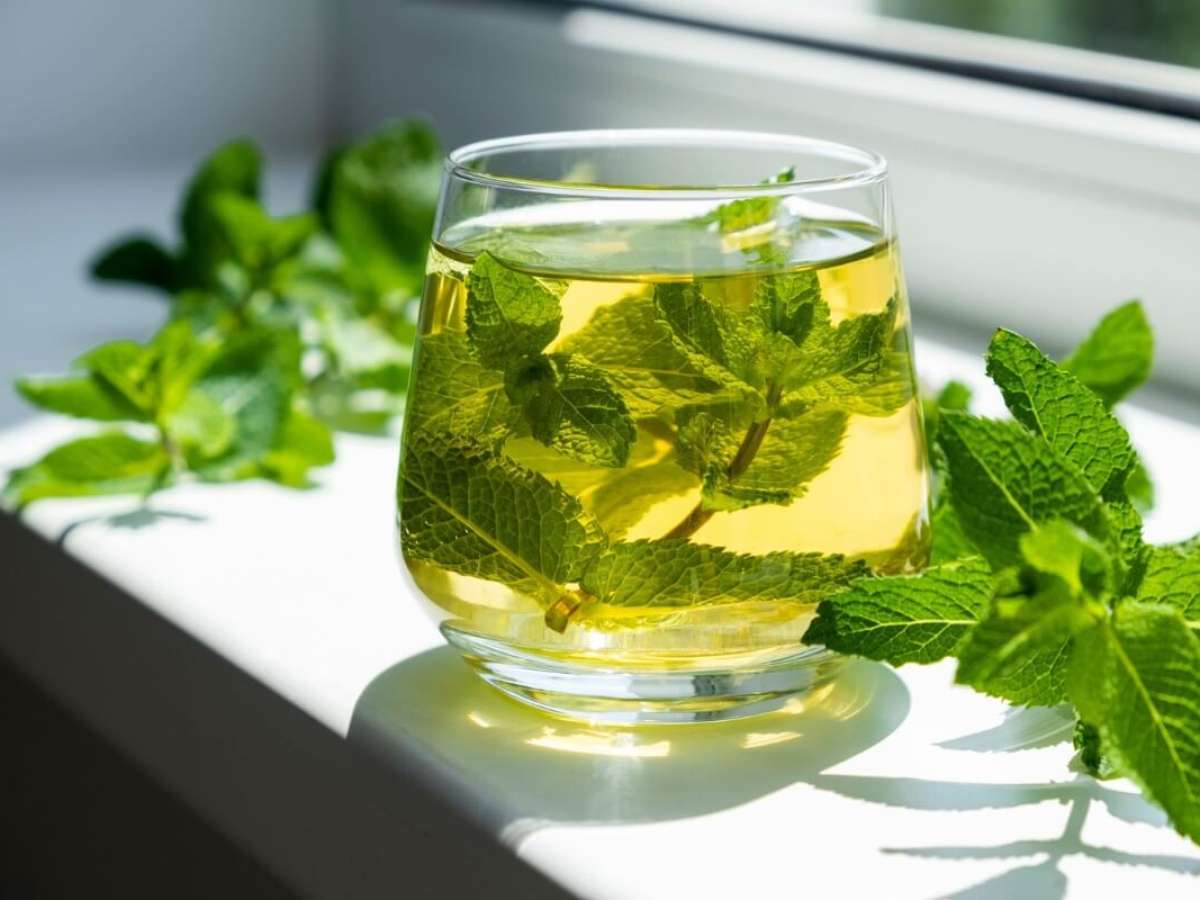 Cultivo de Hortelã em Casa: Guia Completo para Ter a Sua Erva Fresca