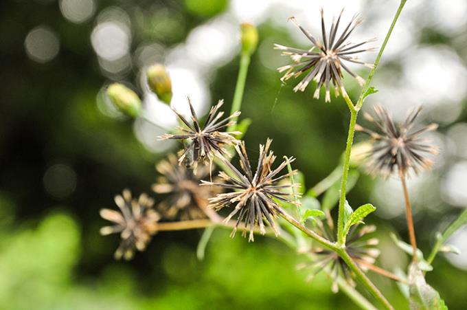 chá para amarelão em bebê