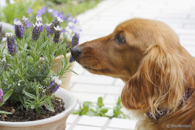 chá para cachorro dormir