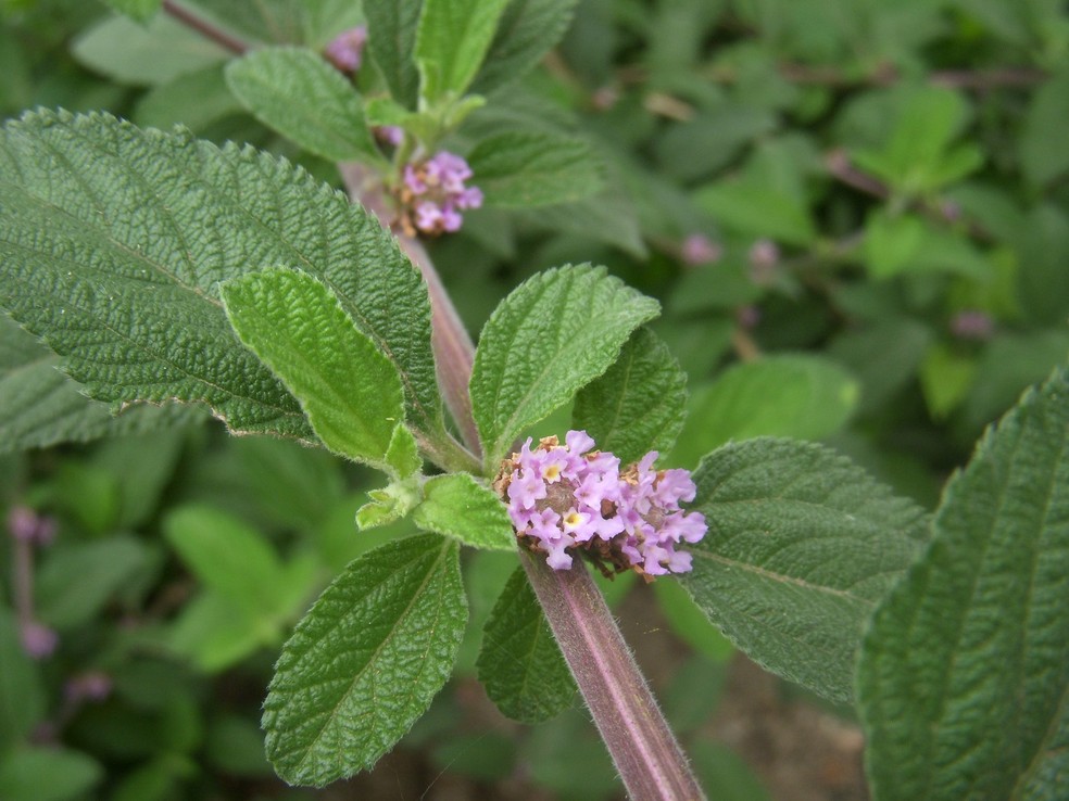 Benefícios da Castanha da Índia para Varizes