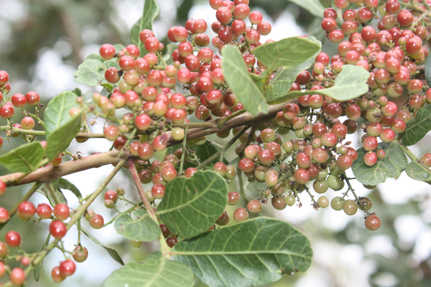Entenda a Sífilis Congênita: Riscos e Prevenção para Gestantes