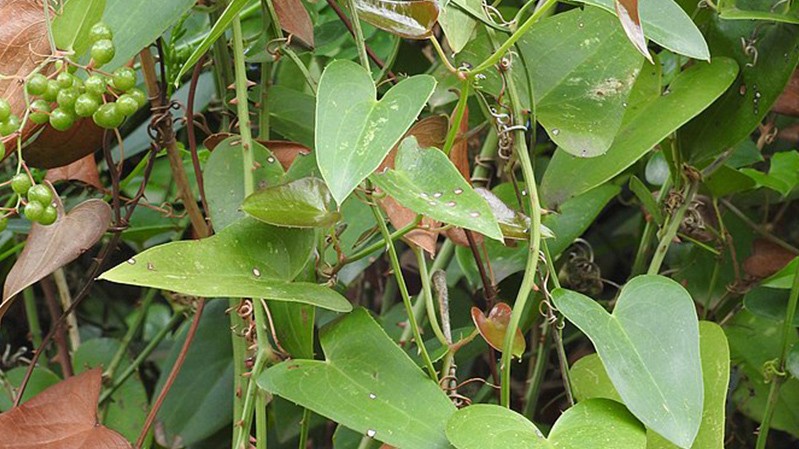 Sífilis Latente: Sintomas e Tratamento