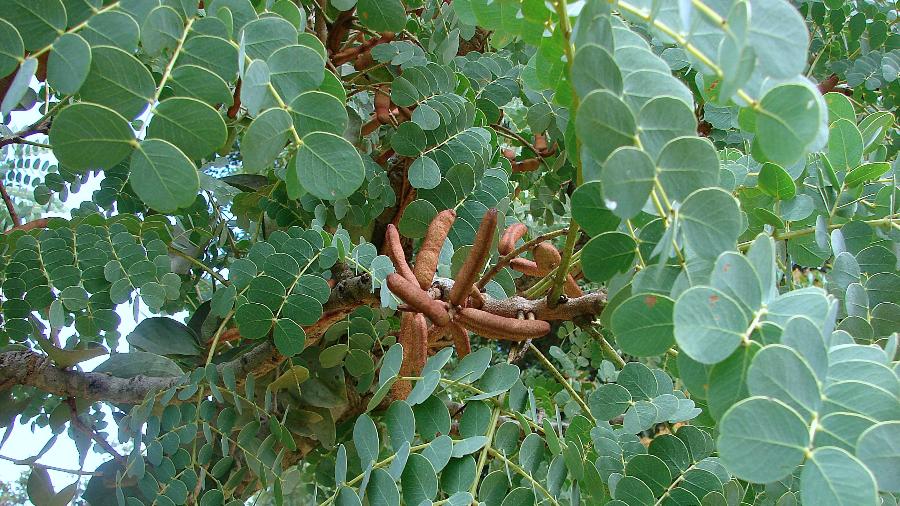 Espinheira-santa: Benefícios e Cuidados