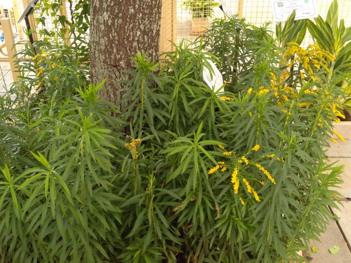 como fazer chá de arnica