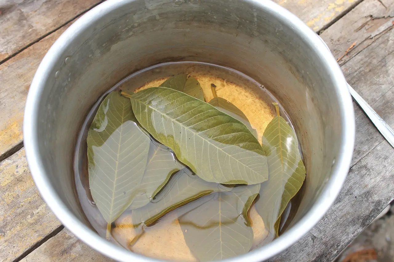 5 Benefícios Incríveis do Chá de Folha de Goiabeira