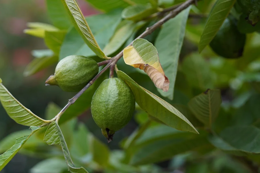 Receita Simples de Chá de Folha de Goiabeira para Diarreia