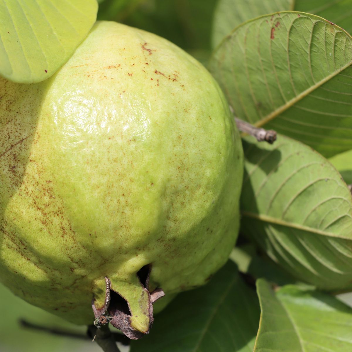 como fazer chá de folha de goiabeira