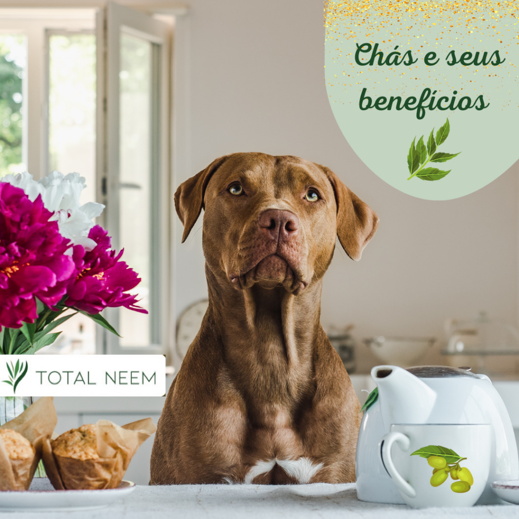 5 Chás Naturais para Acalmar seu Cachorro