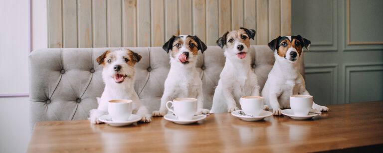 5 Chás Naturais para Acalmar seu Cachorro