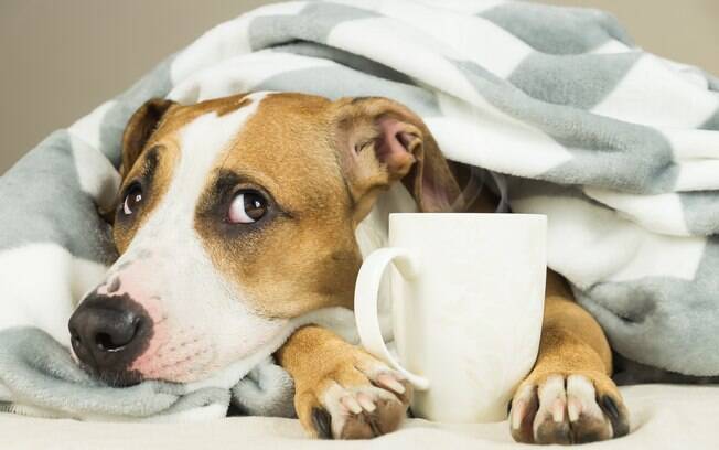 Guia Completo: Chás que Aliviam Gases em Cães