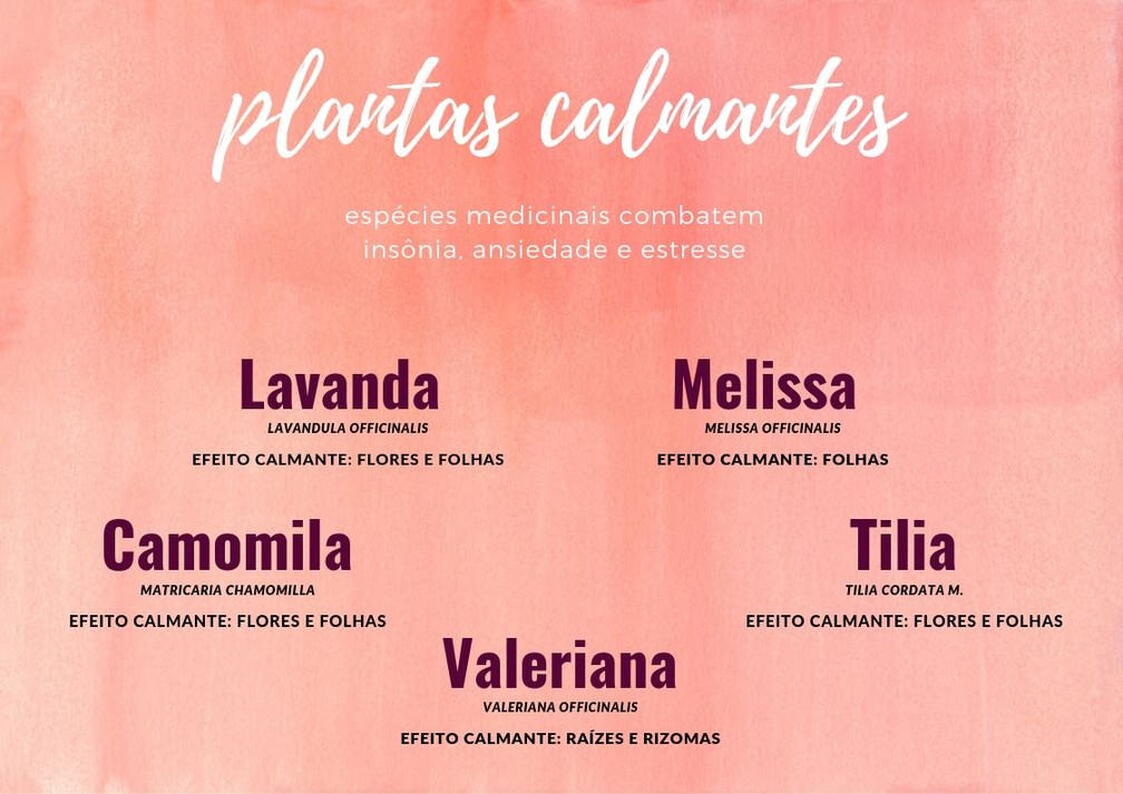 Erva-Cidreira vs. Melissa: Qual o melhor chá para ansiedade?